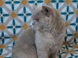 À vendre, 1 chatte British Shorthair LOOF lilac tortie née en avril 2022