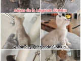 À réserver, 3 chatons Bengals LOOF Blue et Blue Mink de juillet 2025