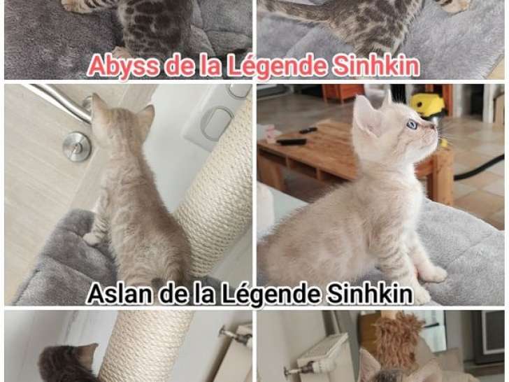 À réserver, 3 chatons Bengals LOOF Blue et Blue Mink de juillet 2025