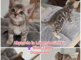 À réserver, 3 chatons Bengals LOOF Blue et Blue Mink de juillet 2025