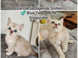 À réserver, 3 chatons Bengals LOOF Blue et Blue Mink de juillet 2025