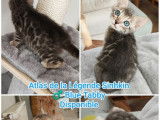 À réserver, 3 chatons Bengals LOOF Blue et Blue Mink de juillet 2025