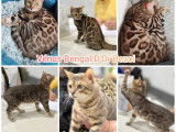 À réserver, 3 chatons Bengals LOOF Blue et Blue Mink de juillet 2025