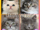 À vendre, 4 chatons Sibériens LOOF