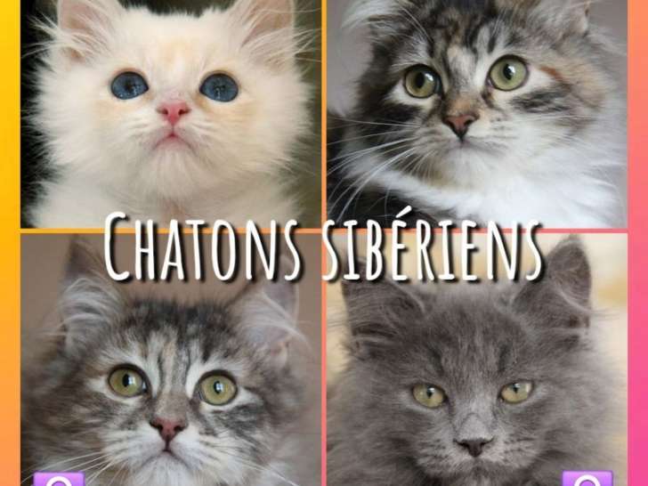À vendre, 4 chatons Sibériens LOOF