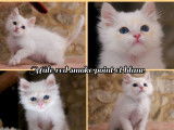 À vendre, 4 chatons Sibériens LOOF