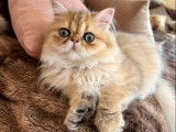 À vendre, 2 chatons mâles Persans LOOF