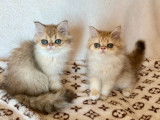 À vendre, 2 chatons mâles Persans LOOF