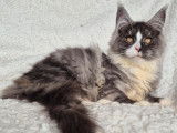 1 chaton femelle Maine Coon à vendre, LOOF, black smoke et blanc, née en mai 2025