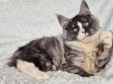 1 chaton femelle Maine Coon à vendre, LOOF, black smoke et blanc, née en mai 2025