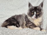 1 chaton femelle Maine Coon à vendre, LOOF, black smoke et blanc, née en mai 2025