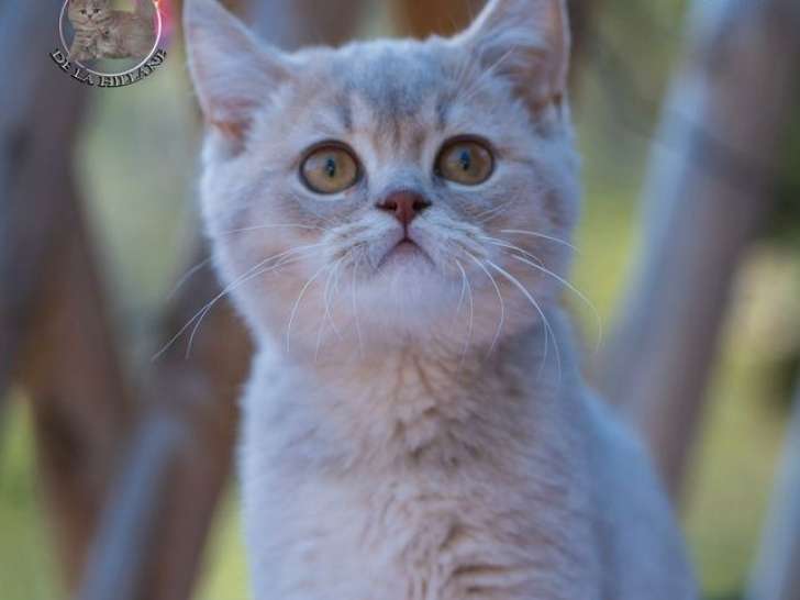 1 chaton mâle British Shorthair LOOF à vendre, lilac golden shaded, né le 15 avril 2025