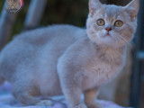 1 chaton mâle British Shorthair LOOF à vendre, lilac golden shaded, né le 15 avril 2025