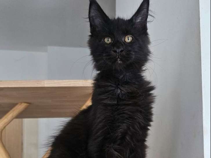 4 chatons mâles Maine Coons LOOF à vendre, nés le 20 mai 2025