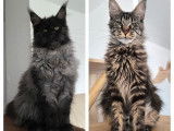4 chatons mâles Maine Coons LOOF à vendre, nés le 20 mai 2025