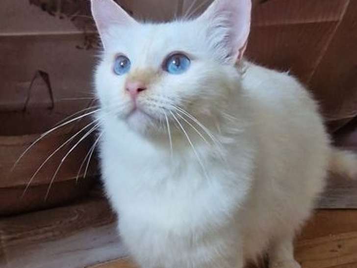 Des chatons Sacrés de Birmanie LOOF, porteur cinnamon, nés en 2025, mâles et femelles à vendre