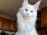 Maine Coon LOOF adulte stérilisé, blanc polydactyle, disponible pour retraite en famille