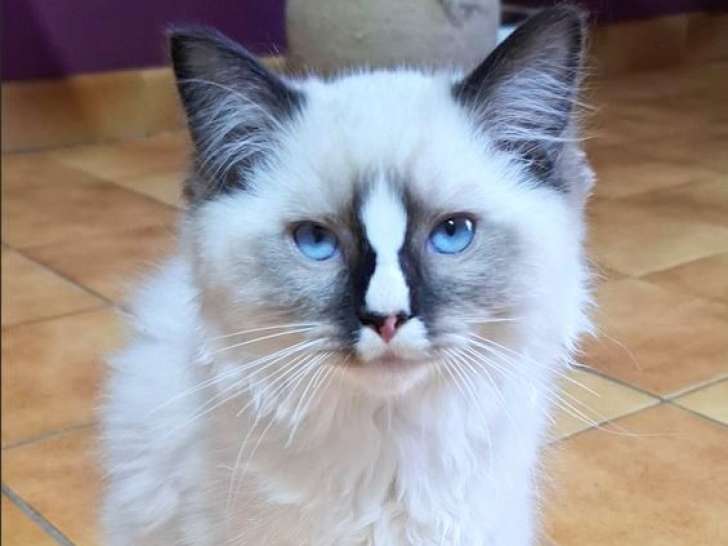 À vendre, 4 chatons Ragdolls LOOF nés le 25 juin 2025
