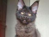 1 chaton mâle Maine Coon LOOF noir, né le 26 mai 2025, à vendre
