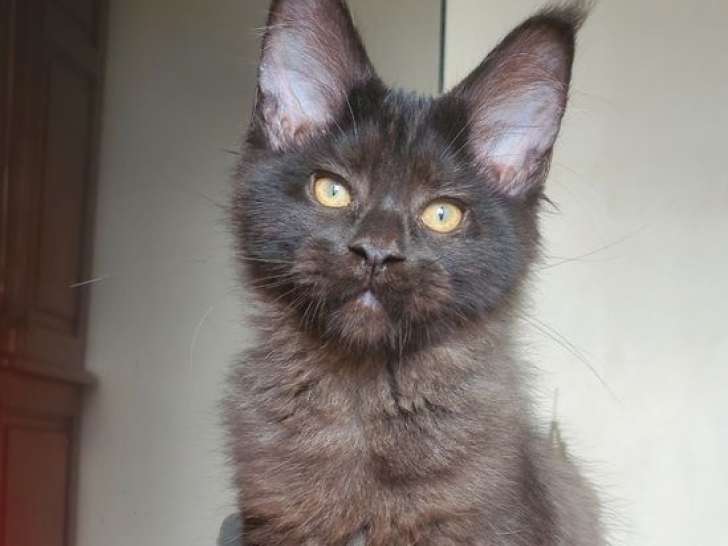 1 chaton mâle Maine Coon LOOF noir, né le 26 mai 2025, à vendre
