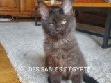 1 chaton mâle Maine Coon LOOF noir, né le 26 mai 2025, à vendre