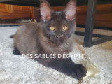 1 chaton mâle Maine Coon LOOF noir, né le 26 mai 2025, à vendre