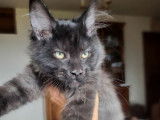 1 chaton mâle Maine Coon LOOF noir, né le 26 mai 2025, à vendre