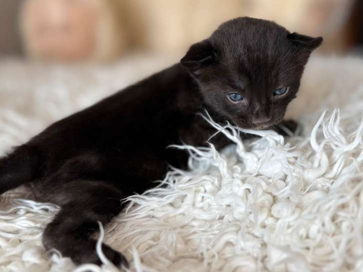 À réserver, 1 chaton Bengal melanistique LOOF, mâle né en août 2025