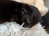À réserver, 1 chaton Bengal melanistique LOOF, mâle né en août 2025