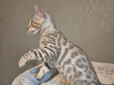 2 chatons Bengals LOOF à vendre, nés en juillet 2025, brown spotted tabby rosetted