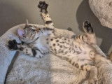 2 chatons Bengals LOOF à vendre, nés en juillet 2025, brown spotted tabby rosetted