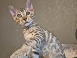 2 chatons Bengals LOOF à vendre, nés en juillet 2025, brown spotted tabby rosetted