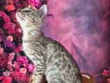 2 chatons Bengals LOOF à vendre, nés en juillet 2025, brown spotted tabby rosetted