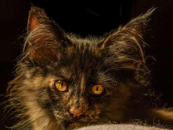 À réserver, 7 chatons Maine Coons LOOF de septembre 2025