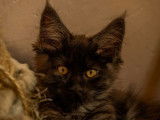 À réserver, 7 chatons Maine Coons LOOF de septembre 2025