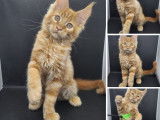 4 chatons Maine Coons LOOF à vendre