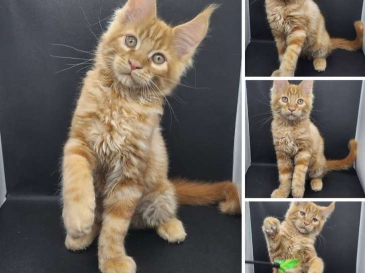 4 chatons Maine Coons LOOF à vendre