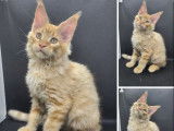 4 chatons Maine Coons LOOF à vendre