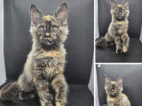 4 chatons Maine Coons LOOF à vendre