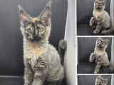 4 chatons Maine Coons LOOF à vendre