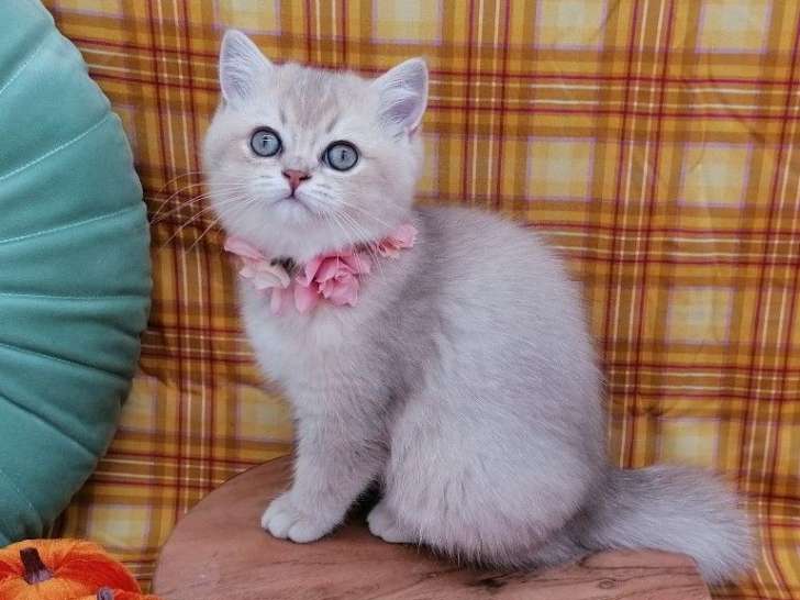 1 chaton femelle Scottish Straight LOOF lilac golden shaded à vendre, née en juin 2025,