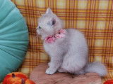 1 chaton femelle Scottish Straight LOOF lilac golden shaded à vendre, née en juin 2025,