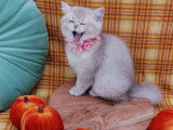 1 chaton femelle Scottish Straight LOOF lilac golden shaded à vendre, née en juin 2025,
