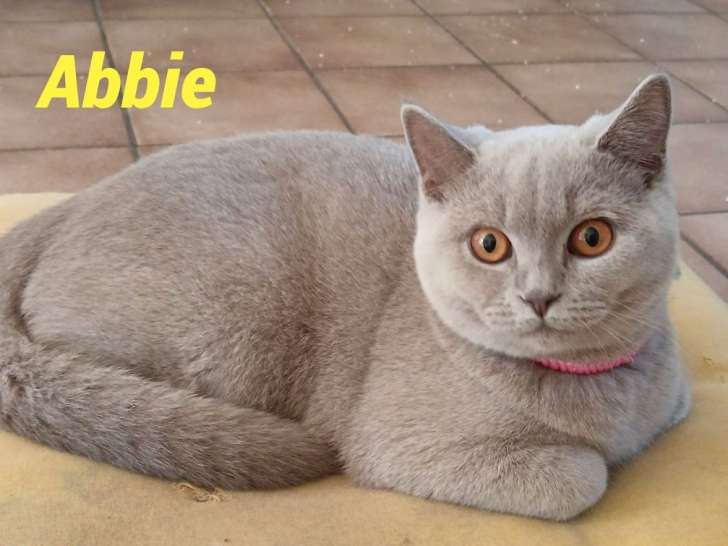 4 chatons British Shorthairs LOOF lilac à vendre, nés en avril 2025, 3 femelles et 1 mâle disponibles