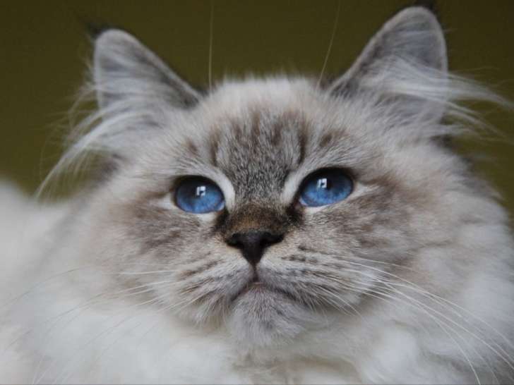 1 chatte Sibérienne seal tabby point à vendre, née en 2023