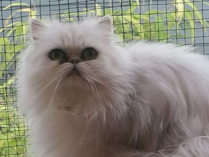 1 chatte Persane adulte black silver shaded LOOF à vendre, née en juin 2022
