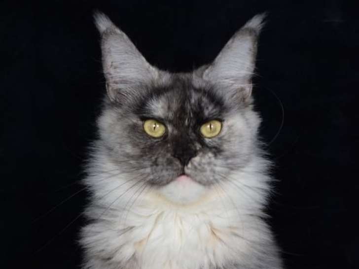 Chatte Maine Coon d’août 2023 black tortie smoke LOOF à vendre