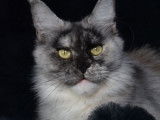Chatte Maine Coon d’août 2023 black tortie smoke LOOF à vendre