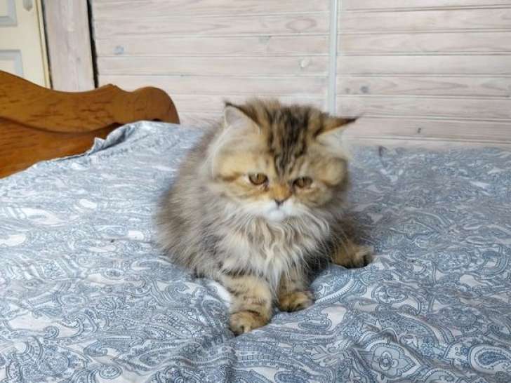 2 chatonnes Persanes LOOF à vendre, nées en mai 2025