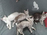À réserver, 5 chatons Maine Coons LOOF de juin 2025, 2 femelles et 3 mâles